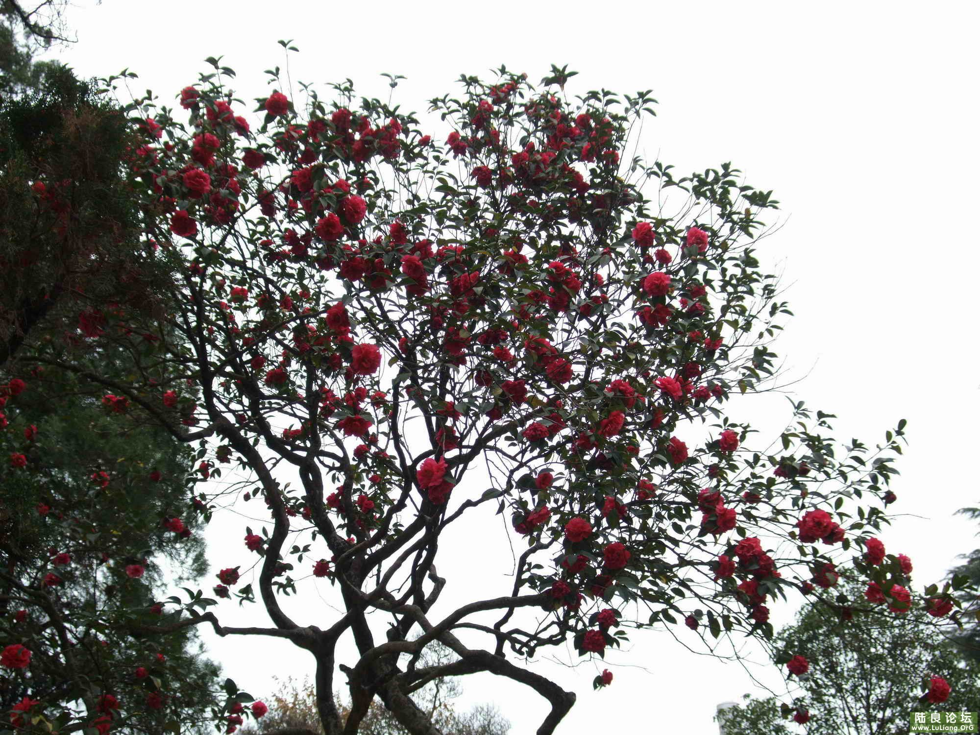 ½���ռ��¹Ų軨 (5).jpg