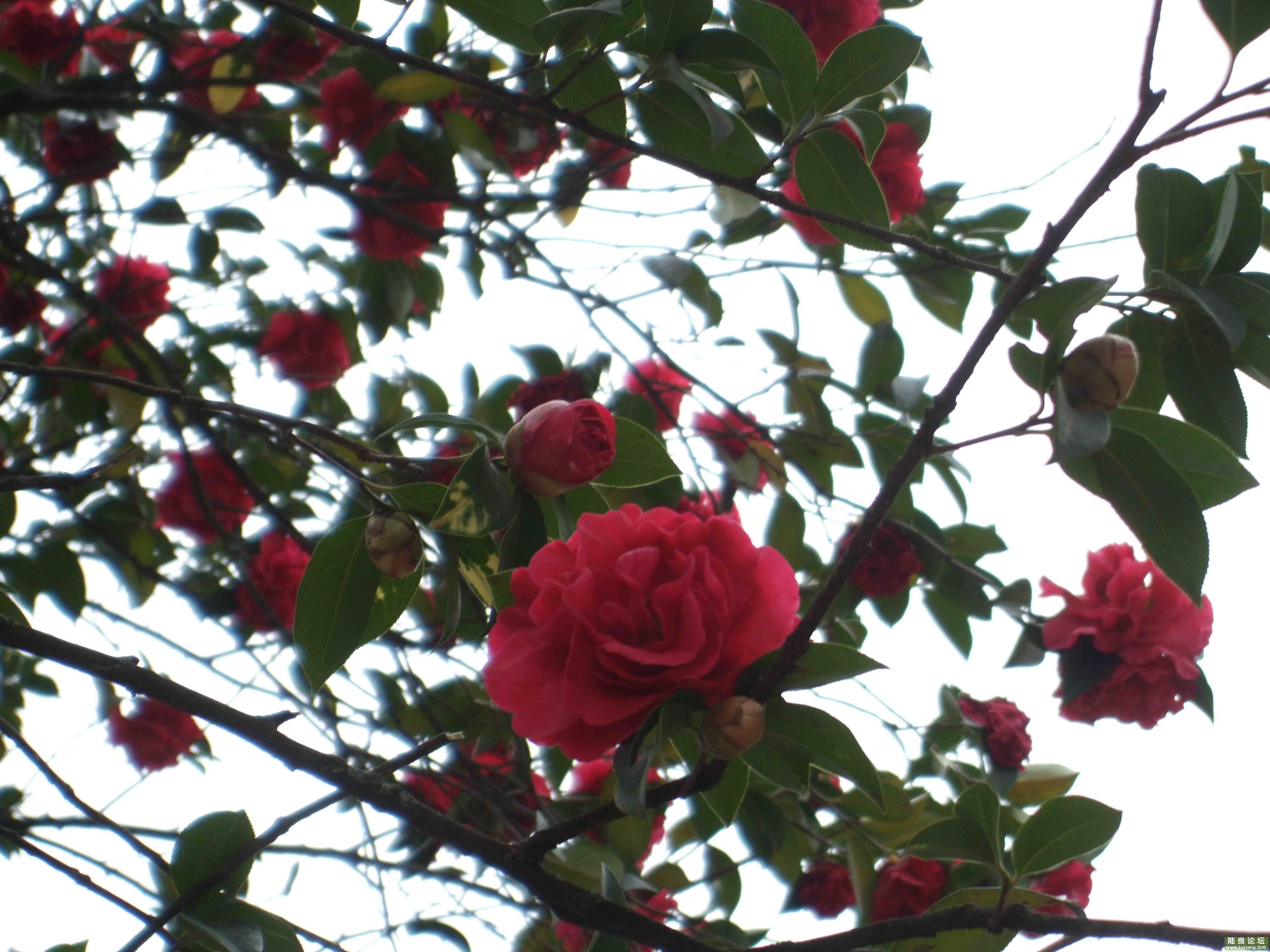 ½���ռ��¹Ų軨 (3).jpg