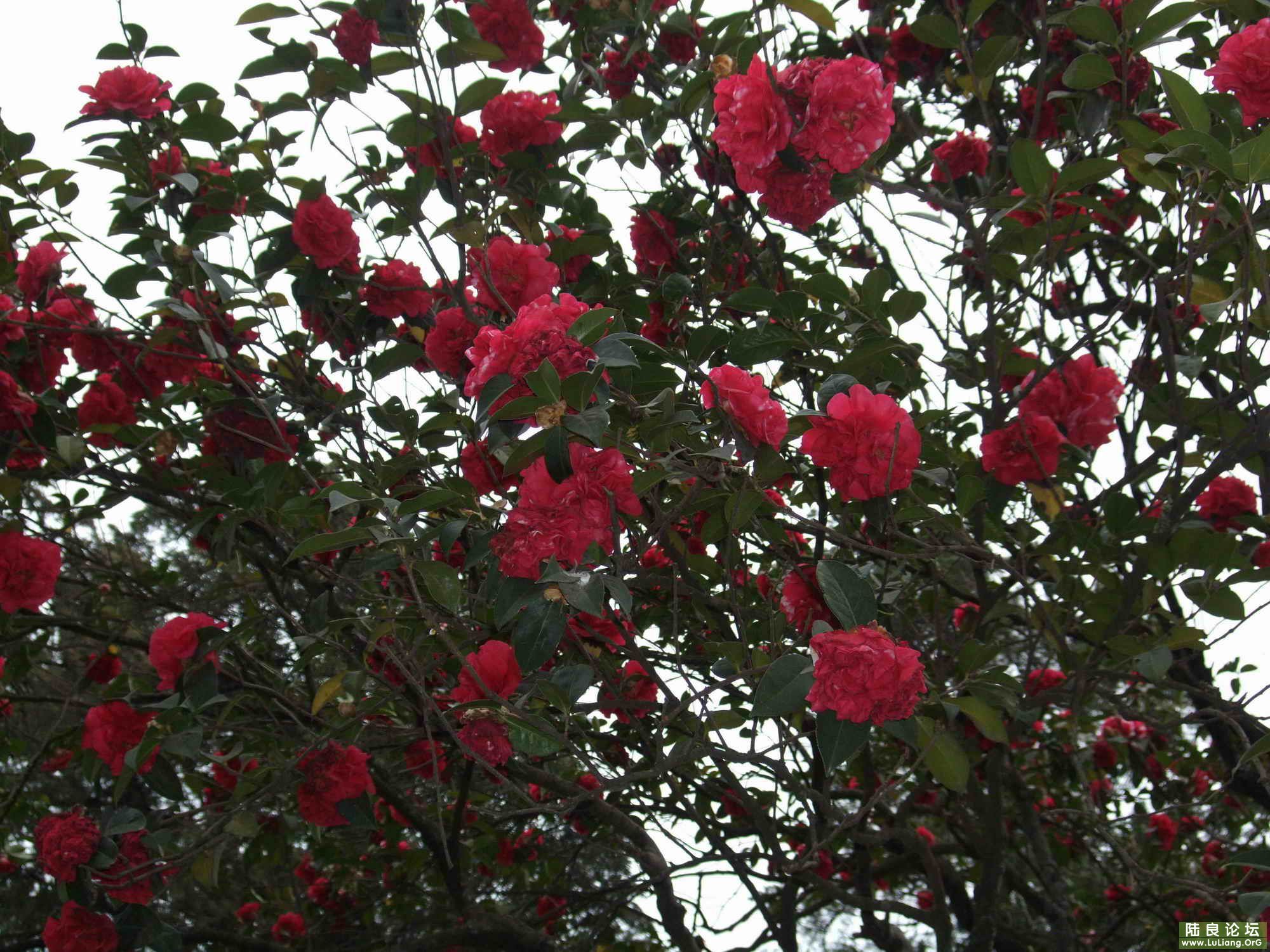 ½���ռ��¹Ų軨 (4).jpg