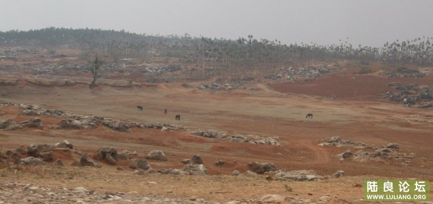 �ٽ���ׯ��һ���������ѸɺԶ��գ����ǵ�ţ����������ʳ��