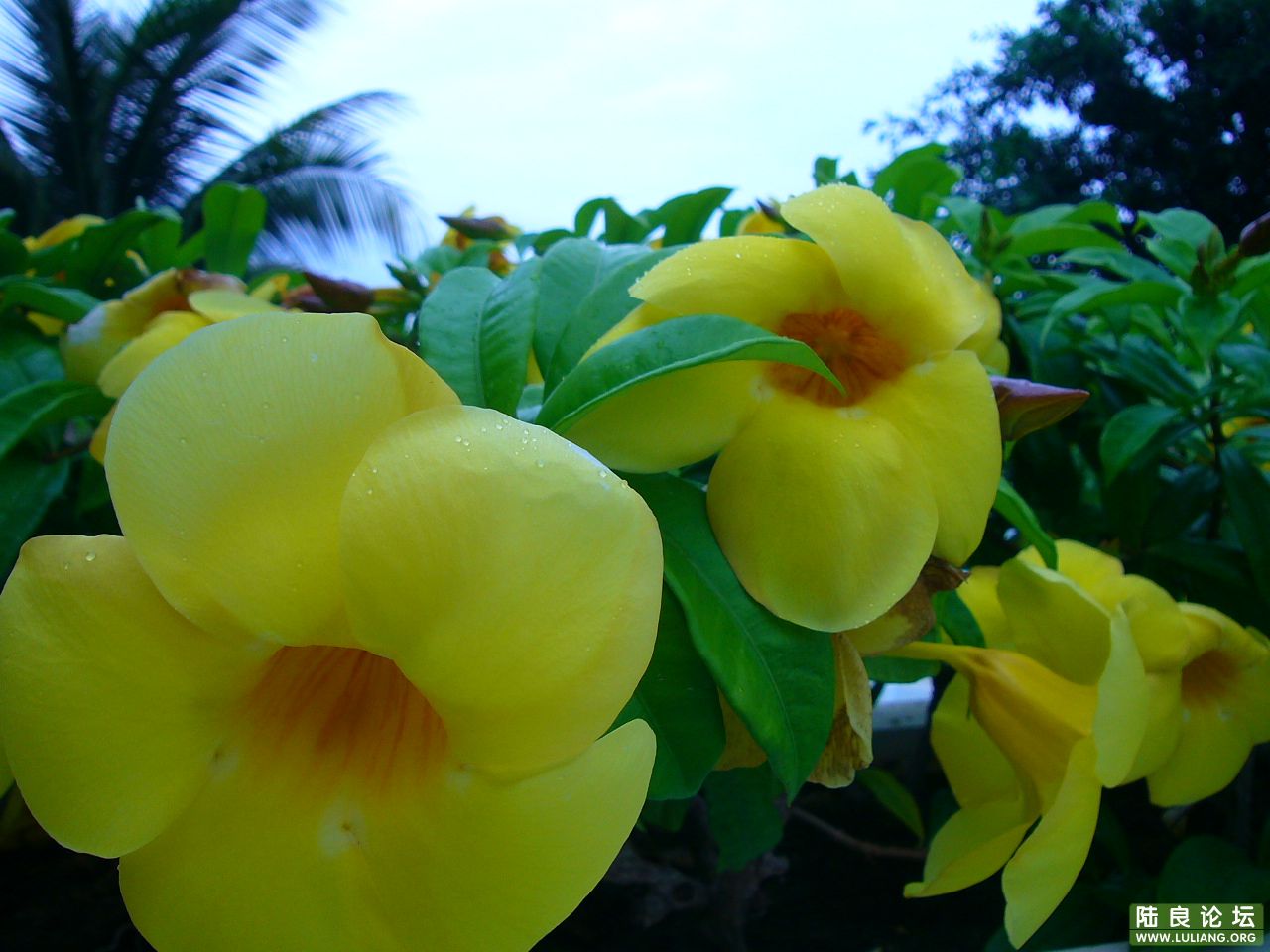 ��֪���Ļ�