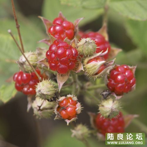 �̰͹�������������ģ���������������ͷ�ͷ�ϣ�����ժ���ļ�����