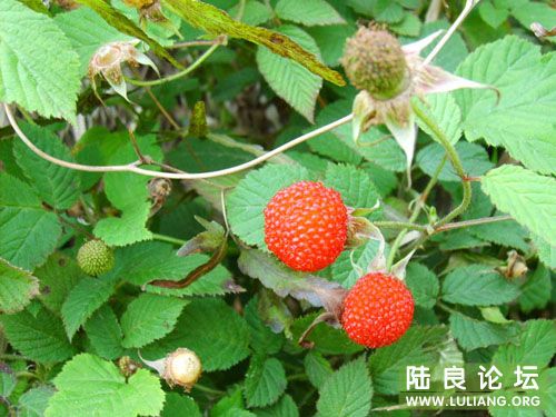 �߶���������ÿ����ܳԣ����߳ԵĶ�������ϧ��