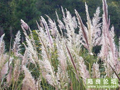 ��ë������ľ���������Ŀ���������