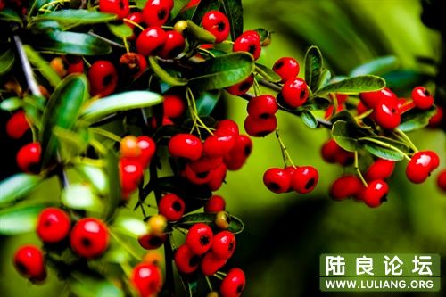 ��ժժ������ĺܼ׿ڣ�����ɽ�� �ļ�����