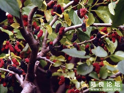 ɣ�أ�Сʱ��Ե���࣬���𣬳��˺����ȫ�Ǻ�ɫ����ɫ�ģ����������Ǳ��������Ϊ����������ɾ������� ...