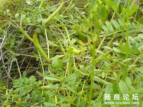 Ұ�㶹�����ܳԣ�������ģ���ֻ��Ͳװ���ӵ���������