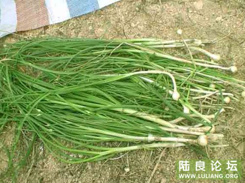 ��ʺ�дУ������￲�ϵ�