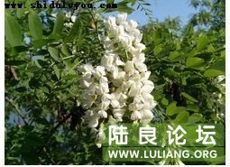 �󻱻����������ģ�