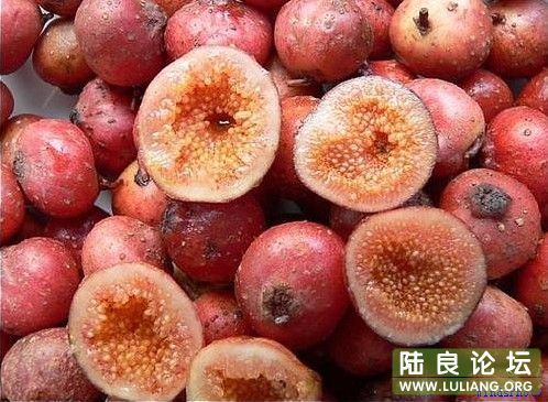 Ұ�عϣ���óԵĶ������������㣬�Ķ��������죬����ɽ�ϣ������ʱ����Զ�����ż���ζ�ˣ��ǵ���ٵ�ʱ�� ...