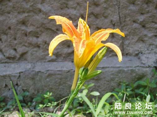 �ƻ��ˣ��óԣ�