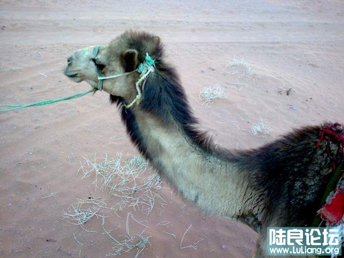 �s��������__��.