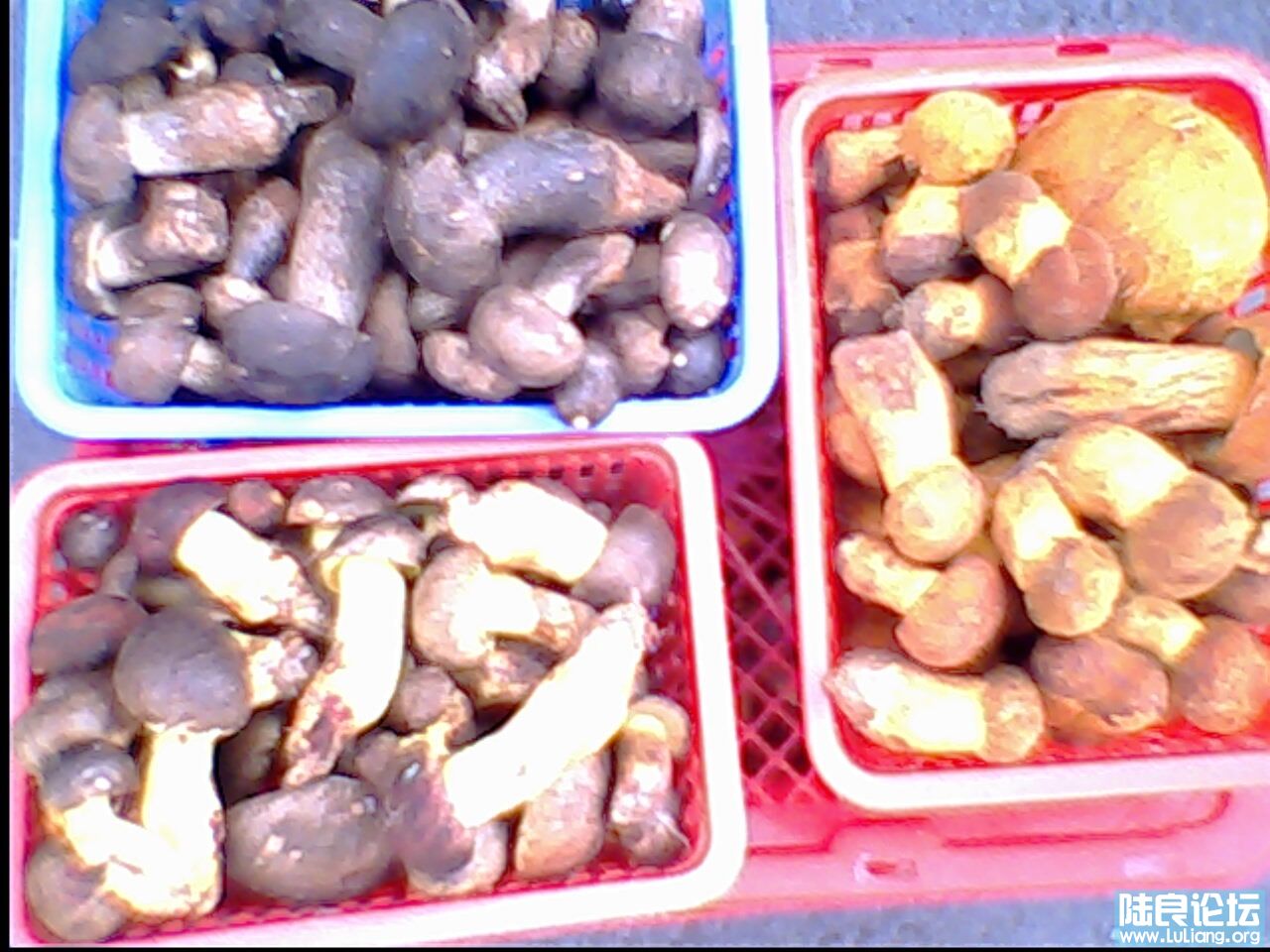 ����·�ߵ�Ұ����