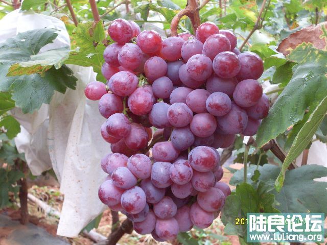 ����԰ (6).JPG