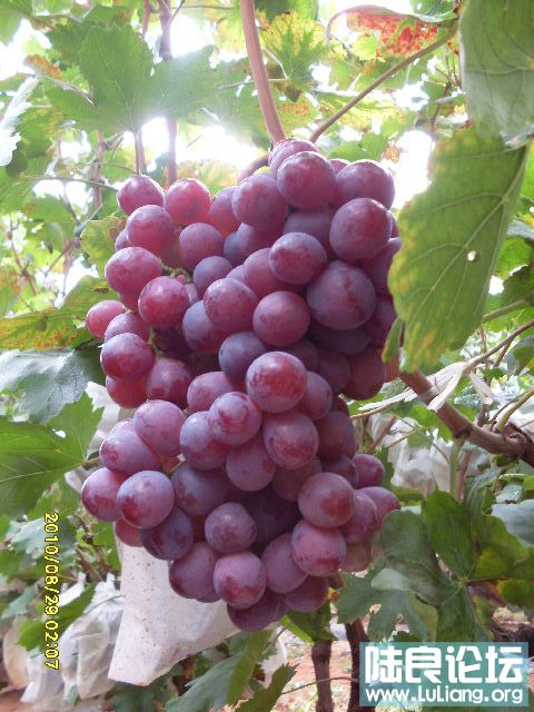 ����԰ (8).JPG