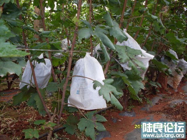 ����԰ (2).JPG