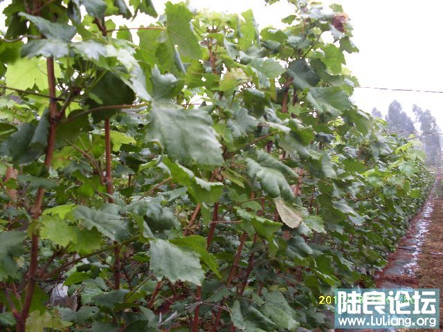 ����԰ (1).JPG