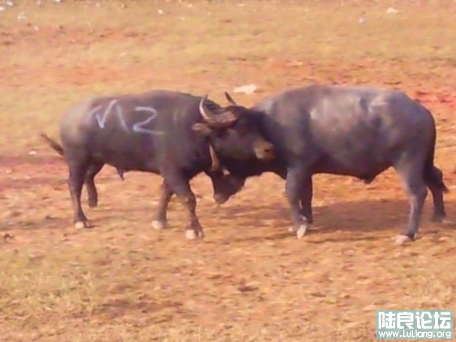 ţ�Ǵ��в���