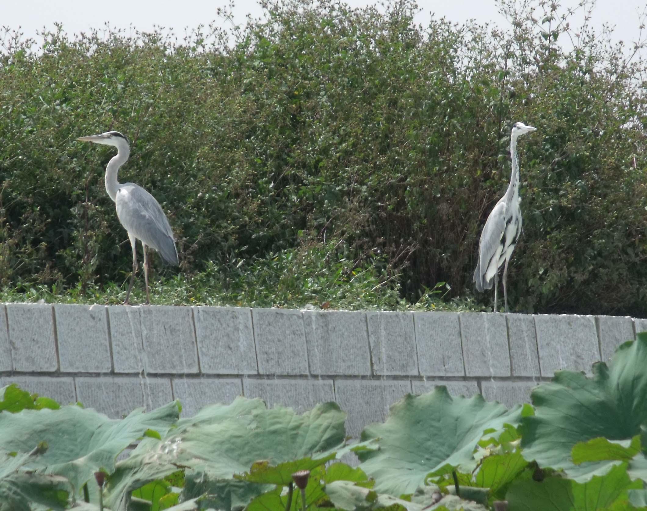 ��Ҳ���ո�����