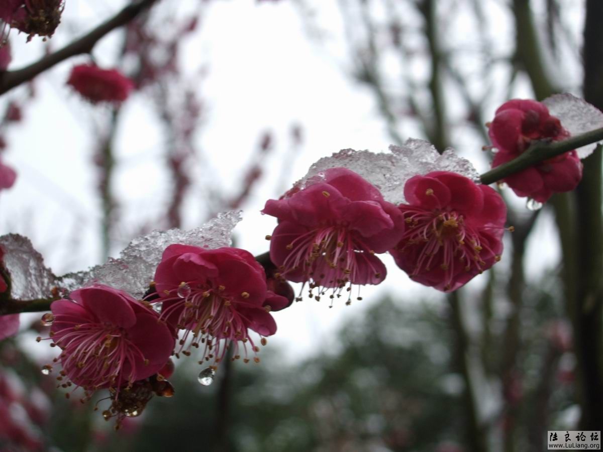 ������С DSCF2748.JPG