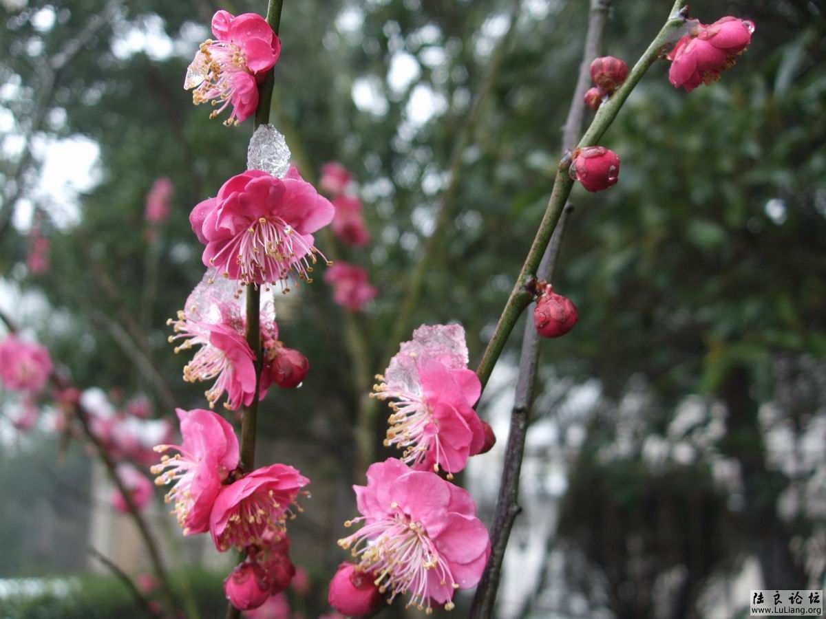 ������С DSCF2841.JPG