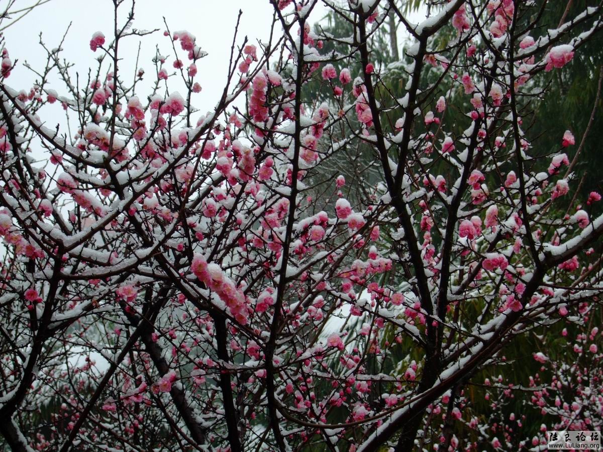 ������С DSCF2758.JPG