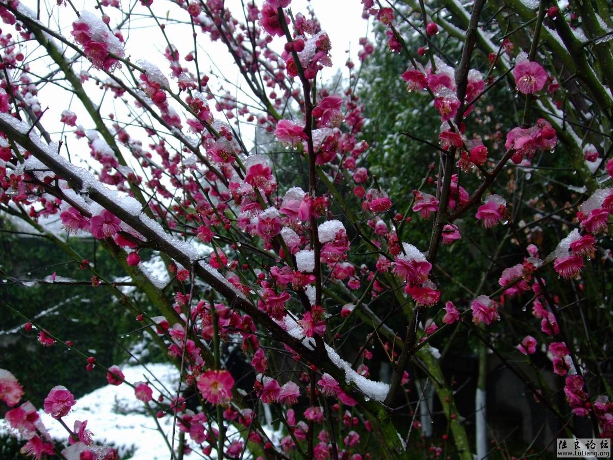 ������С DSCF2754.JPG