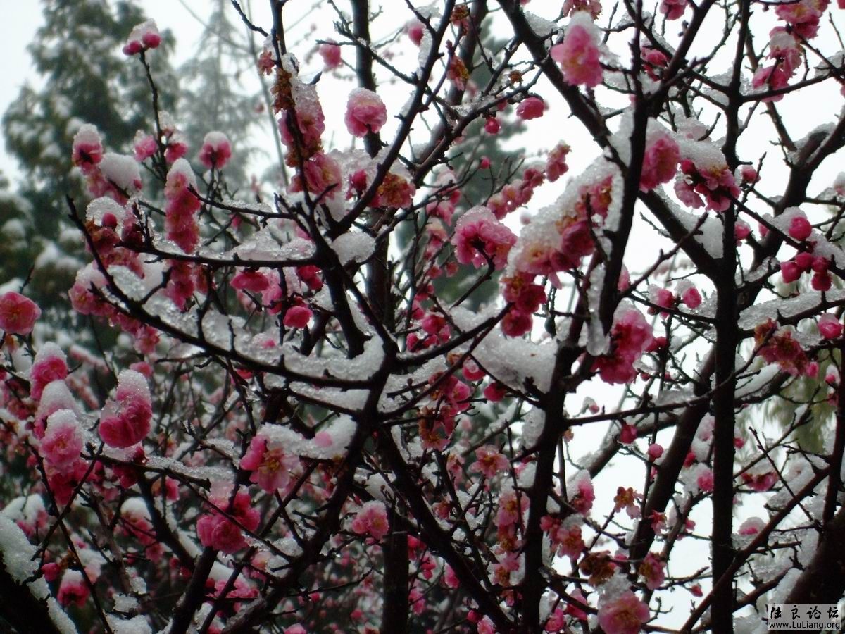 ������С DSCF2782.JPG