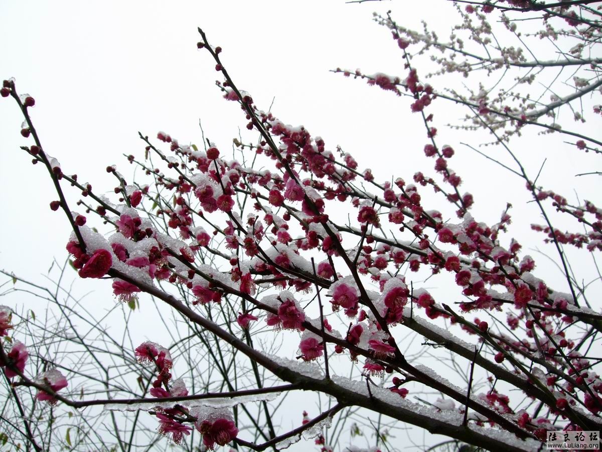 ������С DSCF2753.JPG