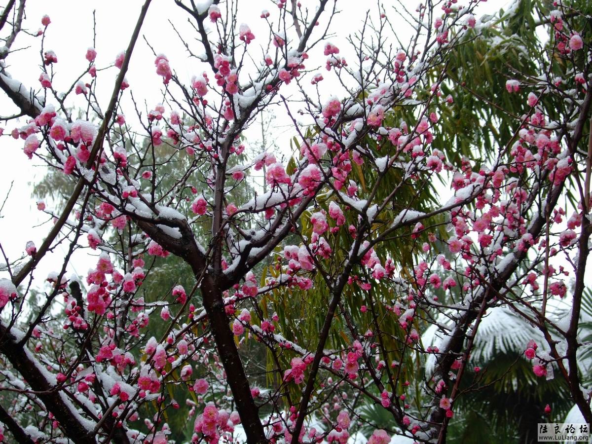 ������С DSCF2767.JPG