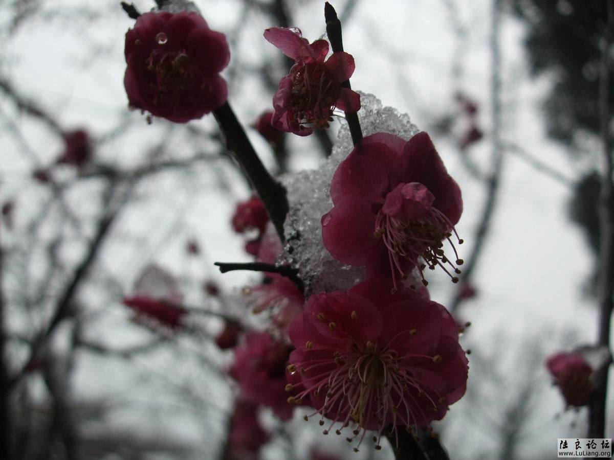 ������С DSCF2838.JPG