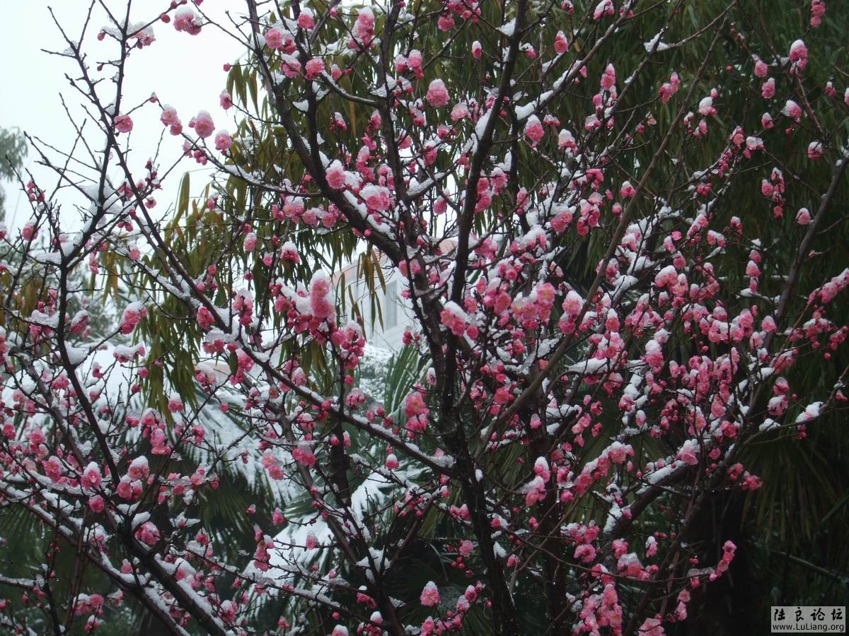 ������С DSCF2803.JPG