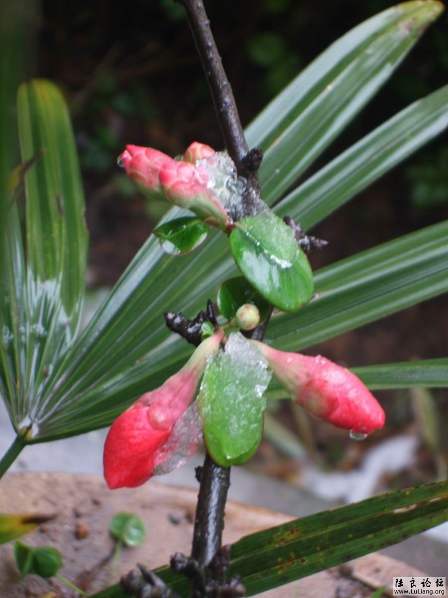 ������С DSCF20714 (6).JPG