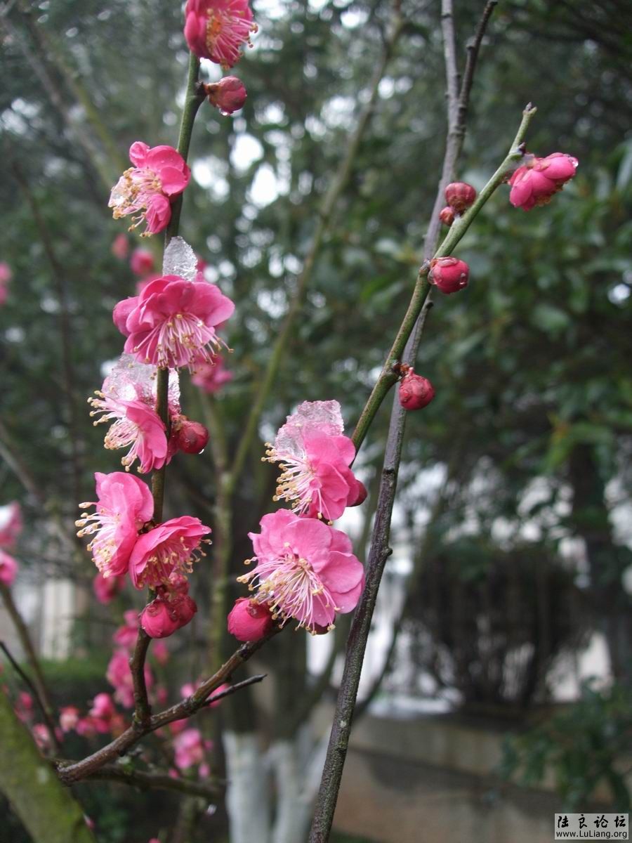 ������С DSCF2842.JPG