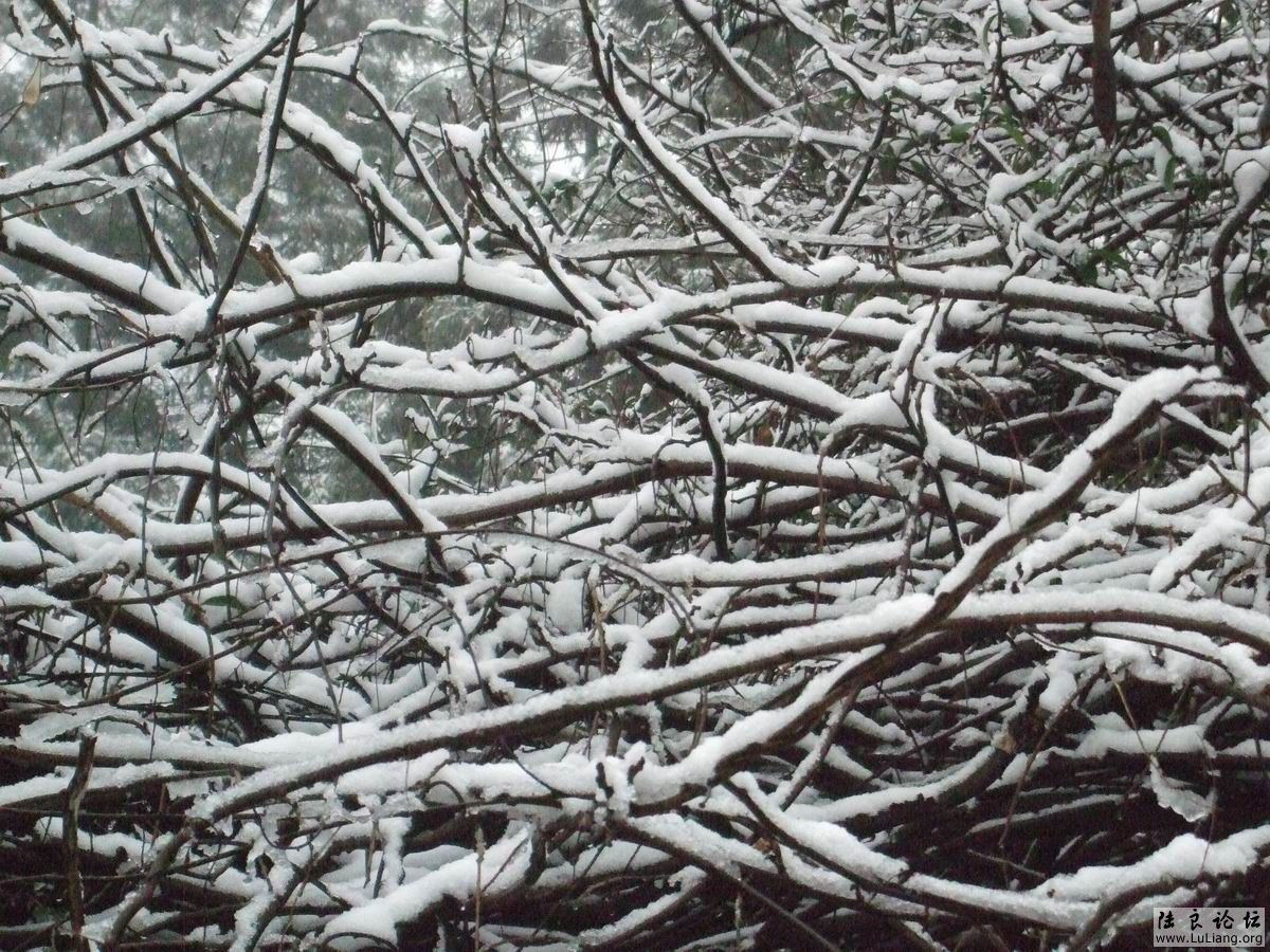 ������С DSCF20714 (4).JPG