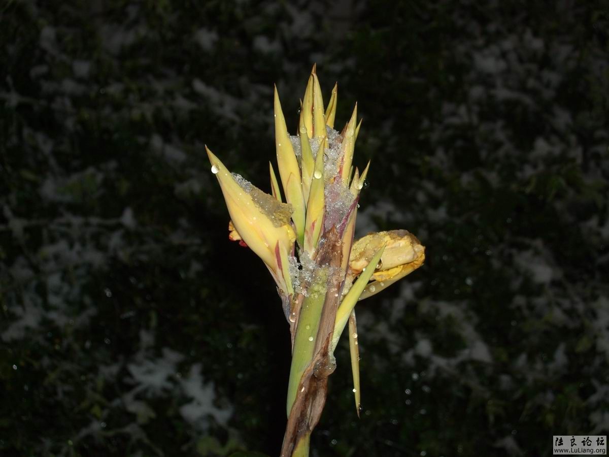 ������С DSCF20714 (0).JPG