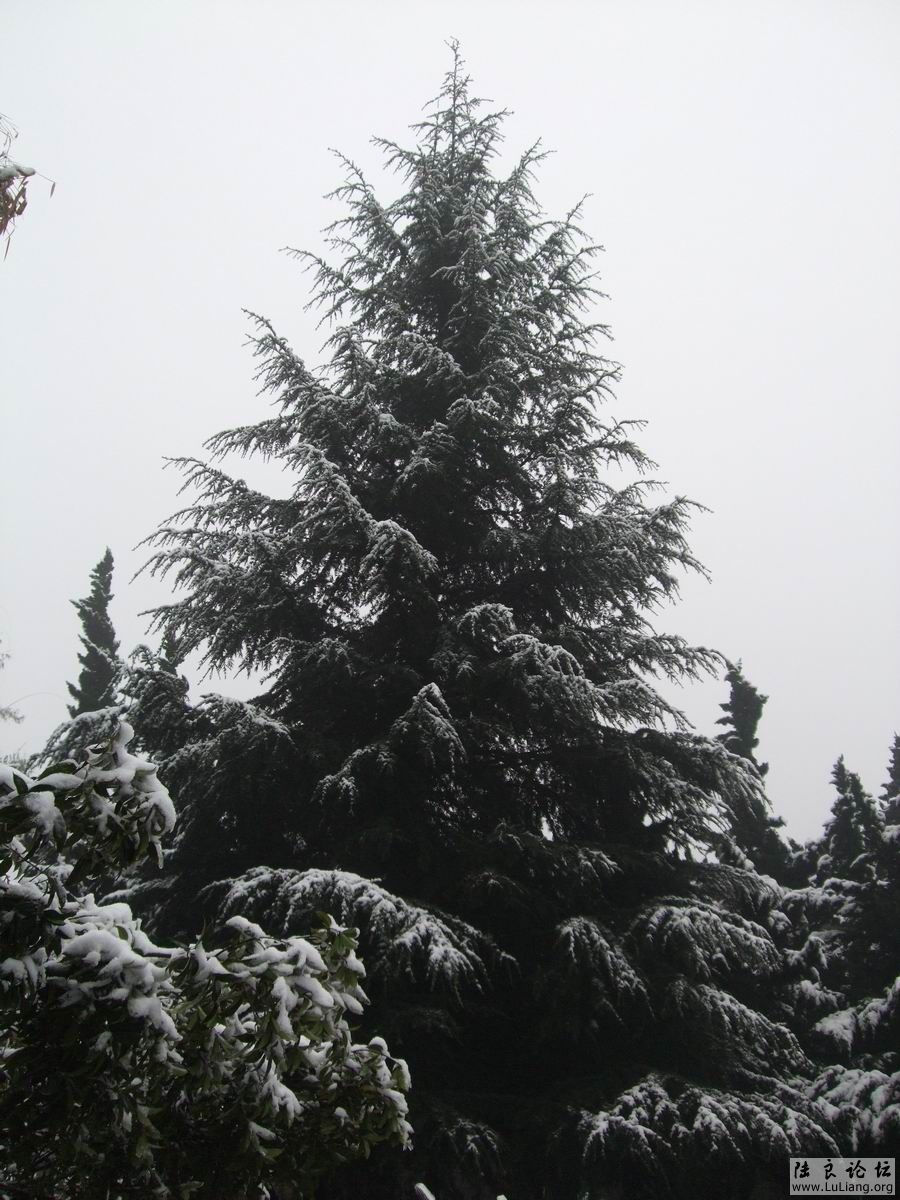 ������С DSCF20714 (3).JPG