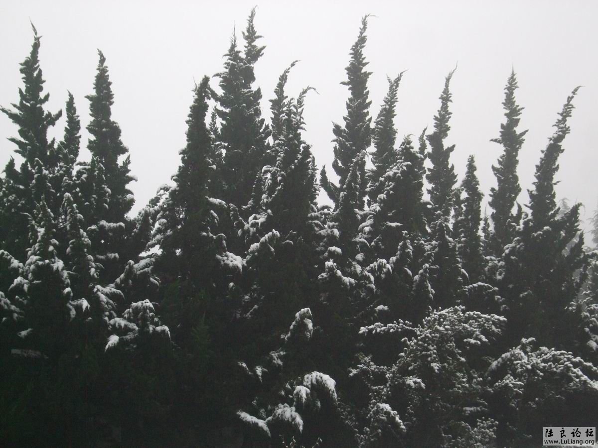 ������С DSCF20714 (2).JPG