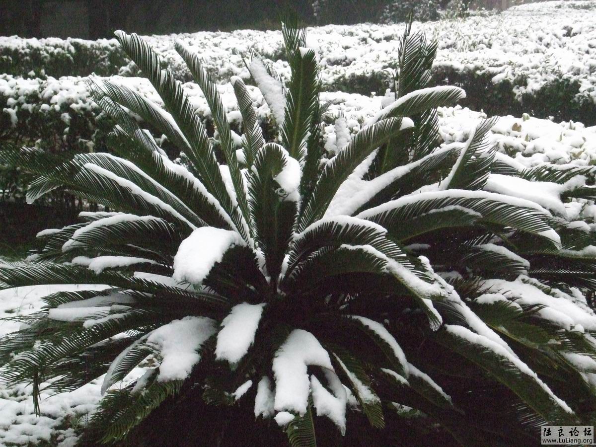 ������С DSCF20714 (1).JPG