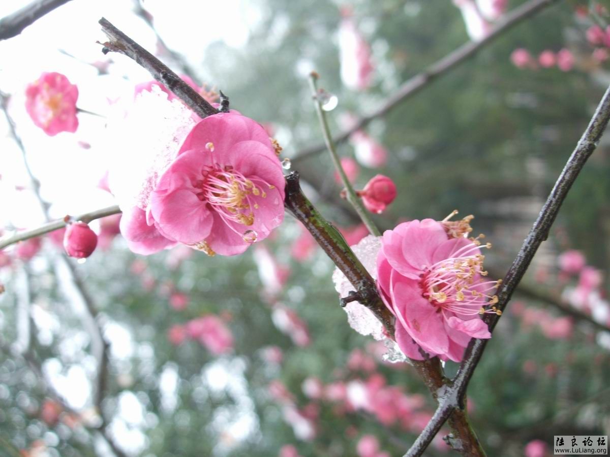 ������С DSCF2846.JPG