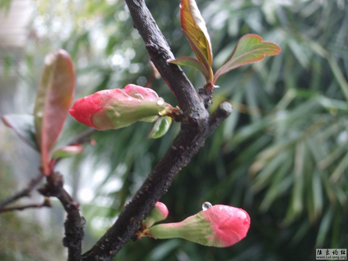 ������С DSCF20714 (5).JPG