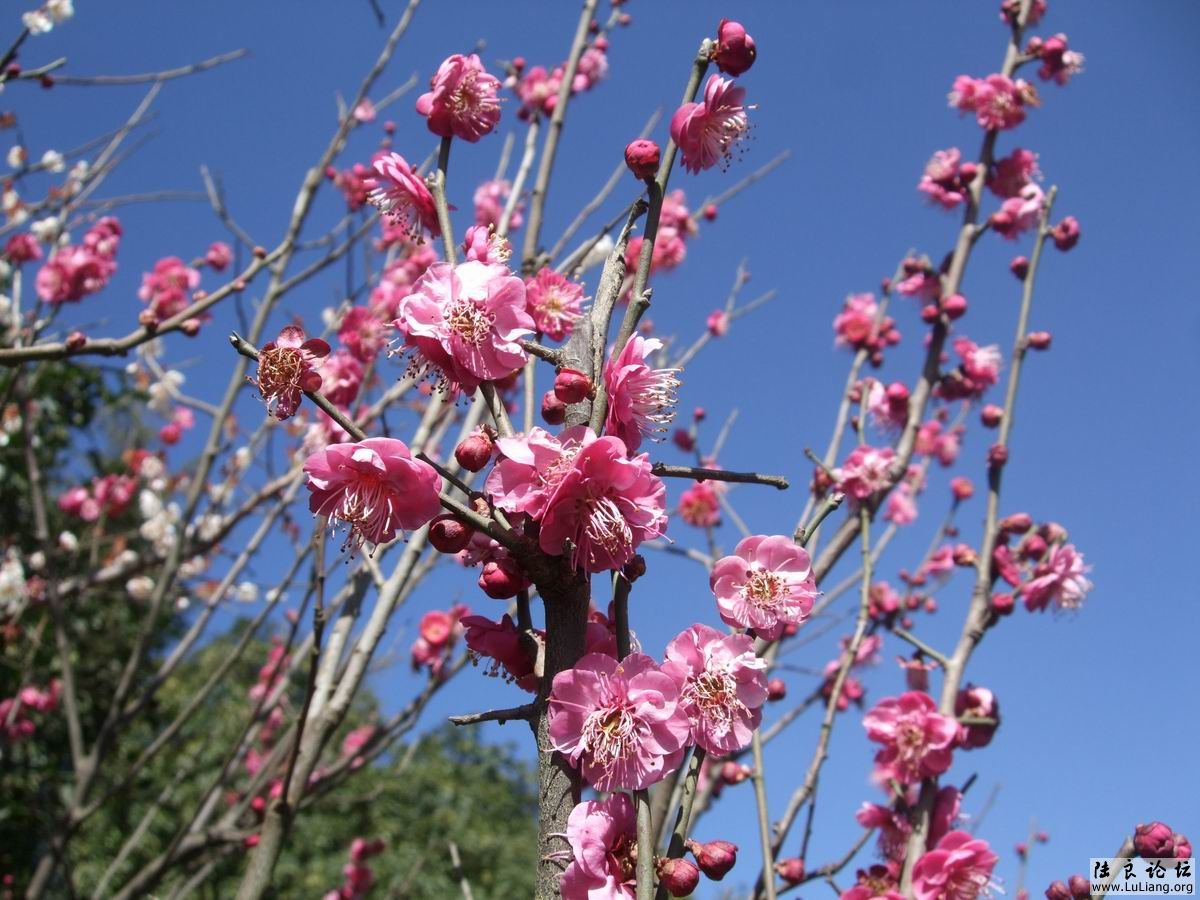 ������С DSCF2449.JPG