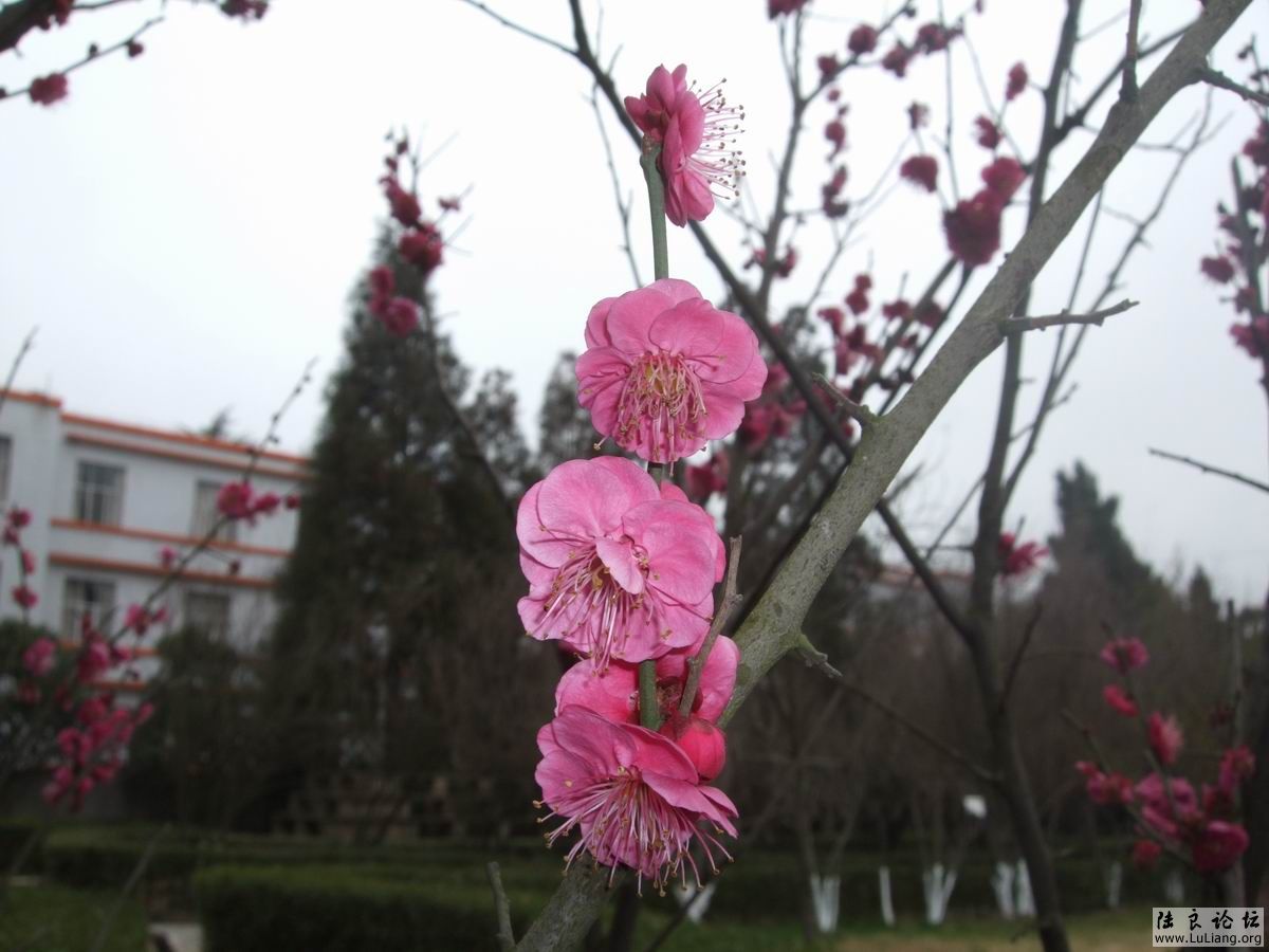 ������С DSCF2467.JPG