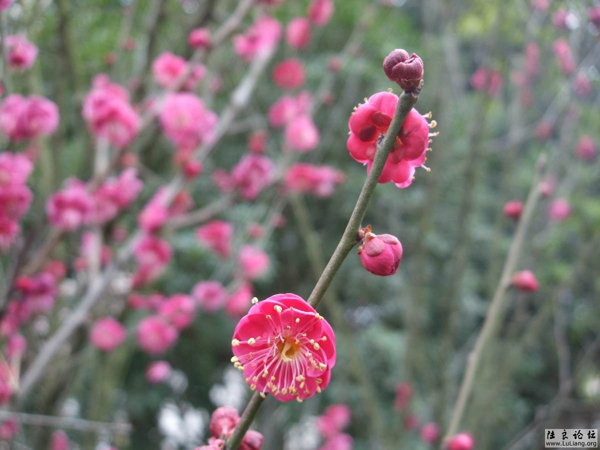 ������С DSCF2452.JPG