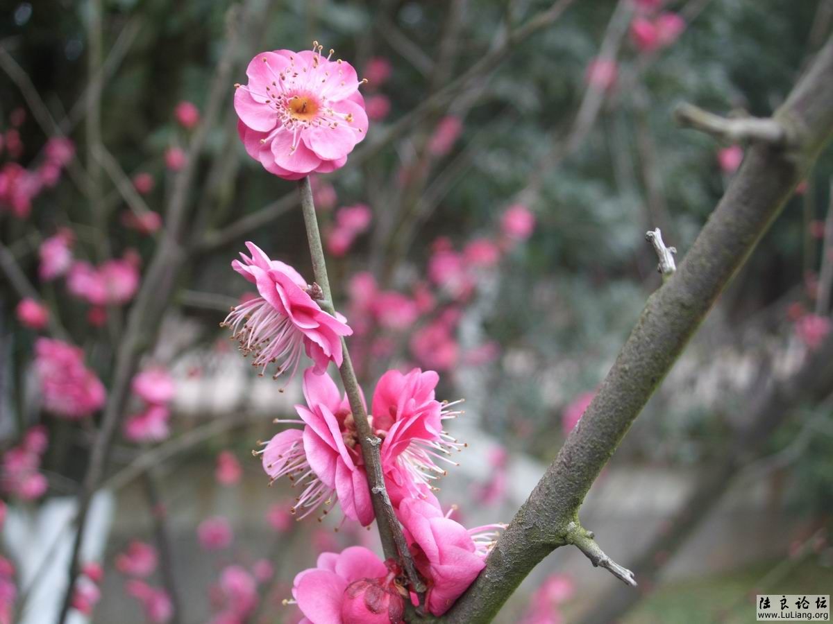 ������С DSCF2469.JPG