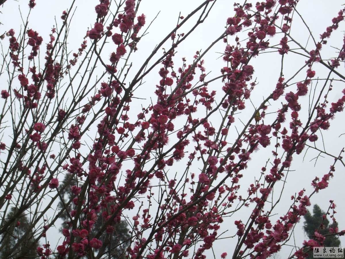 ������С DSCF2465.JPG