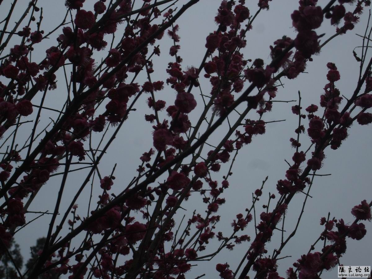 ������С DSCF2466.JPG