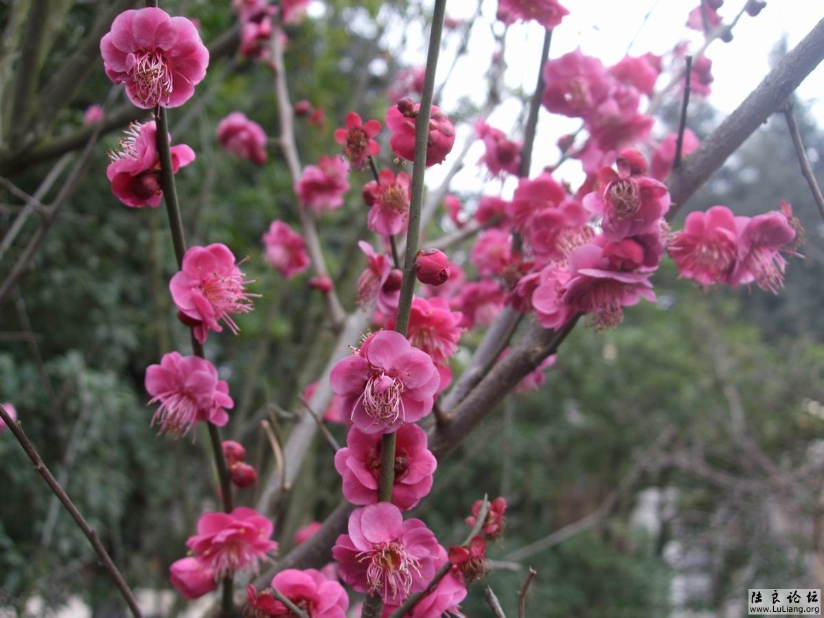 ������С DSCF2451.JPG