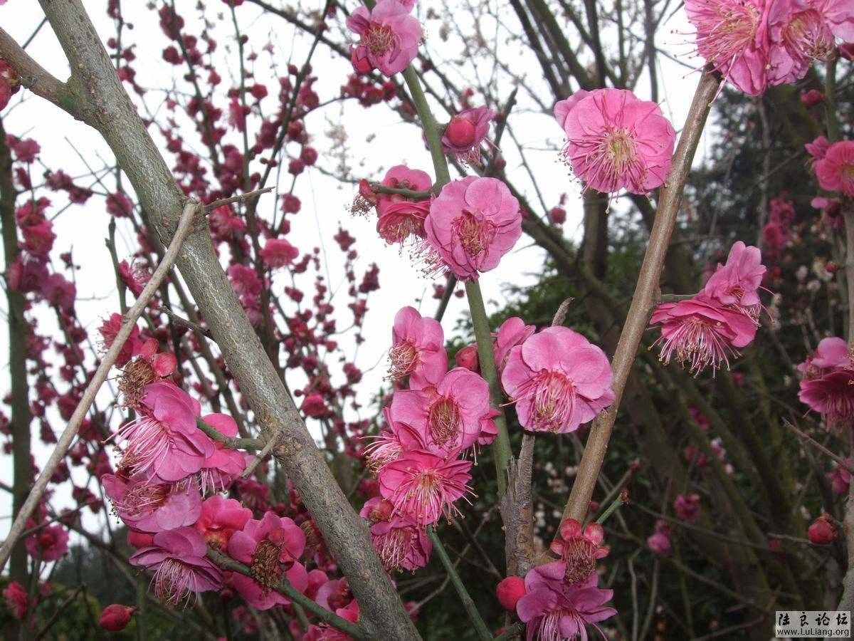 ������С DSCF2453.JPG