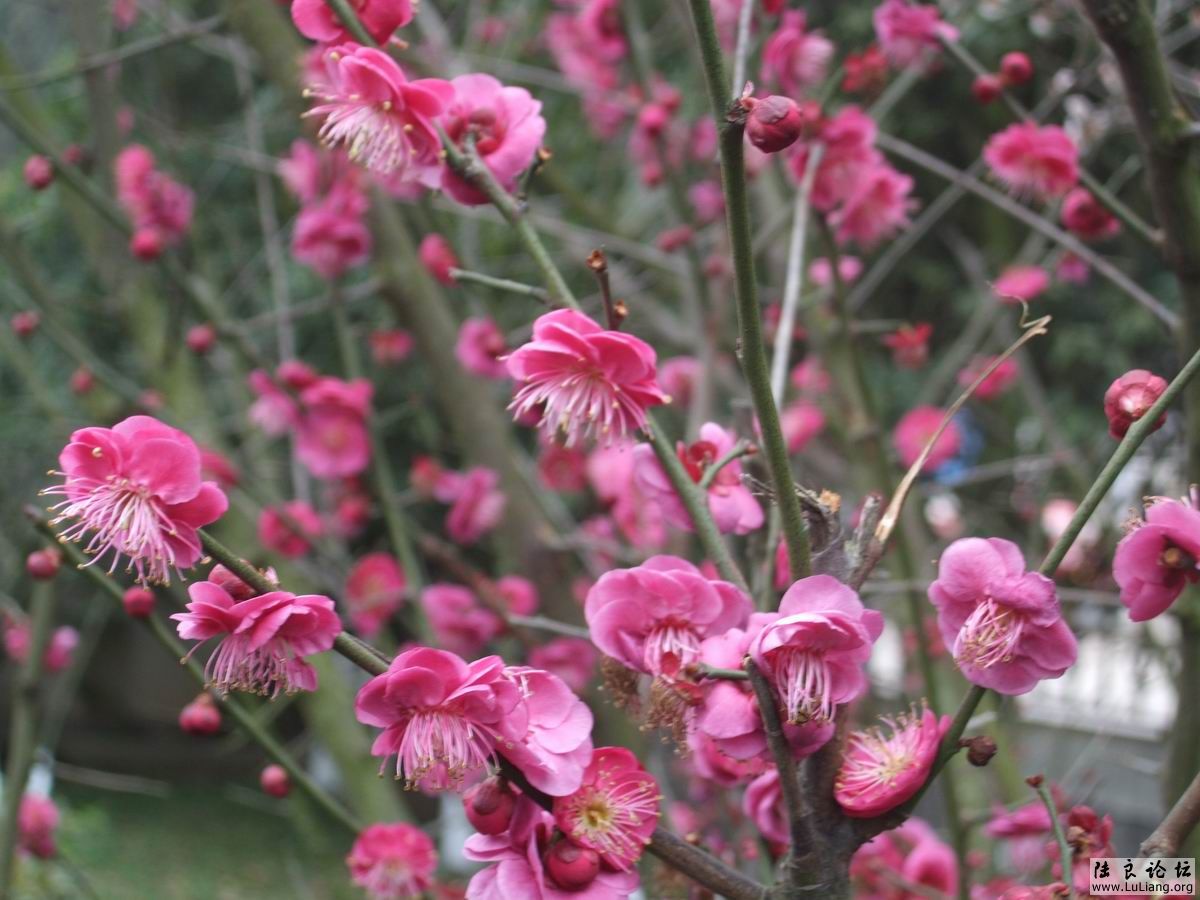 ������С DSCF2458.JPG